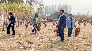 清香家改善伙食，三只九斤红公鸡一锅炖，配上豆腐串味道美极了