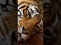 tiger eyes is very dangerous look at this shorts animals viral