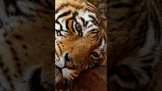 Tiger eyes is very dangerous//look at this #shorts #animals #viral