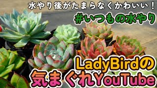 【多肉植物】レディーバードのいつもの水やり