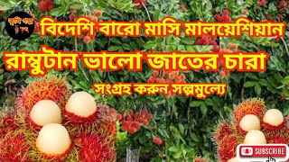 বিদেশি বারো মাসি মালয়েশিয়ান রামবুটান ভালো জাতের চারা সংগ্রহ করুন সল্পমুল্যে।