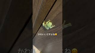 わが家のシュレーゲルアオガエル3兄妹です🐸仲良く成長中です👍#カエル#シュレーゲルアオガエル#シュレーゲル3兄妹