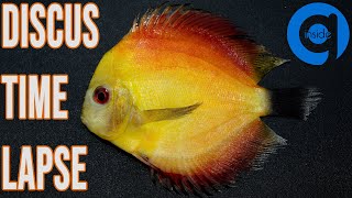Discus TimeLapse - Fish TimeLapse