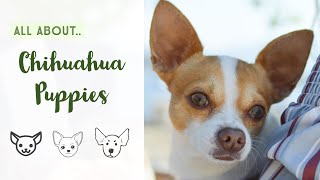 chihuahua puppies - teacup chihuahua puppies - chihuahua dog