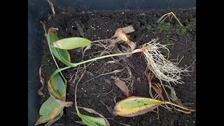 Planting a new lily-of-the-valley hybrid: Convallaria majalis 'Bordeaux' [4K]