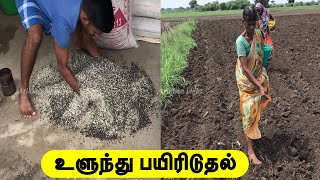 உளுந்து பயிர் செய்வது எப்படி ||Agriculture farming || Tamil ||Arikkan Light||AL