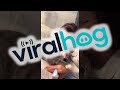 Mom Surprises Cat with Retaliation Bite || ViralHog