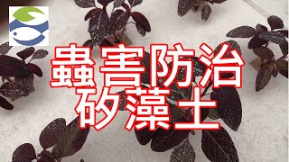 魚菜共生｜蟲害防治之矽藻土｜達永魚菜共生農場｜Aquaponics