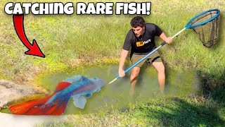 I Found RARE BETTA FISH In This CREEK!