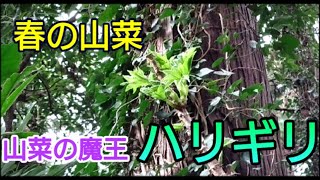 春の山菜～ハリギリ～焼き天ぷらの素で天ぷら・ハリギリピザ