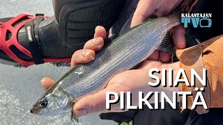 Siian pilkintä | Pekka Rintamaan vinkit! | Kalastajan TV