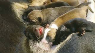 Loved puppies try nursing.