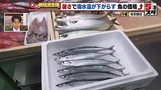 【魚の価格】サンマとサバともに100円仕入れ価格が値上がり　海水温がまだまだ高い　魚の価格は暑さの影響続く【価格調査】 (2024年9月30日)