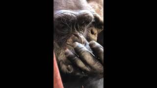 チンパンジーとニンジンの皮20210422／Chimpanzee eating peeled carrot, taken on April 22, 2021.