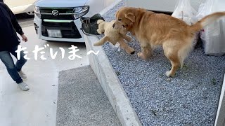 うれしいとお気に入りのぬいぐるみを飼い主に見せに来るクセがあるゴールデンレトリバーベンツ。