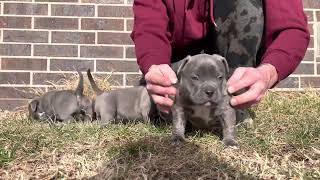 Heathen x Roary males. American bully puppies 4 weeks old