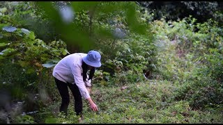 山上撿回來的橄欖做成的橄欖幹，魚肉裏放入它壹起煮，美味又下飯