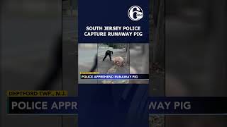 Officers in Gloucester County capture wild pig on the loose