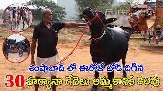 30 Buffaloes for sale in Hyderabad |7794978934 |ఈరోజే లోడ్ దిగిన ముర్రా జాతి గేదెలు| CBNewsHyderabad