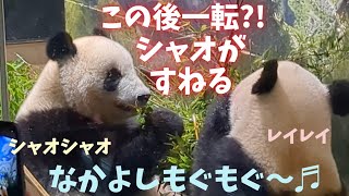 ✽シャオシャオレイレイ✽10月9日平和な時間から一転😖プチバトルでいじけるシャオくん🐼💧