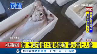 驚！台東漁民一口氣捕獲15尾地震魚 居民憂「地震要來了?」｜【LIVE大現場】20180630｜三立新聞台