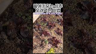 겨울에 상추를 먹는 방법