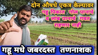 गहू तणनाशक फवारणी | गेहू खतपतवारनाशक | wheat herbicide | गहू तणनाशक |मिश्रन  एकत्र कसे करावे | #gahu