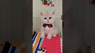 cutes cat video moments in 2023 P273 #shorts #catvideo #beautiful #animals #viral