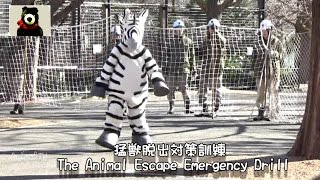 猛獣脱出対策訓練の全貌 Animal Escape Emergency Drill in Tokyo Zoo #268 【AnimalTV アニマルテレビ】