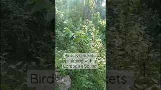 👩‍🌾 Crickets & Birds Chirp with Carabao’s sound #shorts