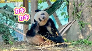 クビを傾げながら可愛く掻くレイちゃん🐼🩷　11月9日 ueno zoo panda