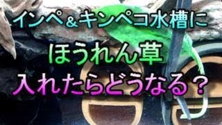 プレコは『ホウレン草』を食べるか？　インペ、キンペコで検証してみた。結果は？