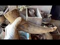 I Cleaned this Antique Powder Horn WOW!