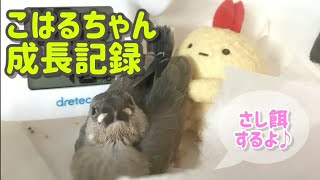 【文鳥】こはるちゃんヒナ時代のさし餌風景【java sparrow】