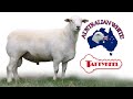 australian white lambs u0026 recip ewes