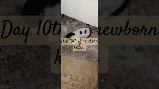 Day |10th |of | newborn | kitten | with | tashbi