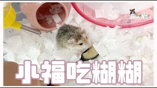 Hamsterdingding．老公公吃糊糊．倉鼠．小露寶．小路寶．老公公鼠 [小福Siu Fook]