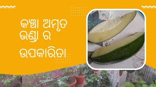 କଞ୍ଚା ଅମୃତ ଭଣ୍ଡା ର ଉପକାରିତା//Benefits of Raw Papaya//#swarupalifestyleandtips