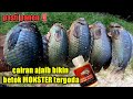 ENGAK NYANGKA DAPAT BETOK MONSTER SEMUA || Mancing betok monster