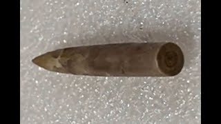 SQUID FOSSIL - RARE - TEXAS - Belemnite San Marcos - Del Rio Formation - Cretaceous