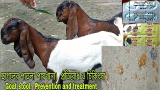 ছাগলের পাতলা পায়খানা হলে করণীয়  What to do if the goat has diarrhea