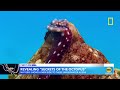 Preview of National Geographic’s show ‘Secrets of the Octopus’