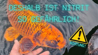 ⚠️ACHTUNG NITRIT⚠️ Nitrit  und deren Auswirkungen im Teichsystem! Darum sind Wasseranalysen wichtig!