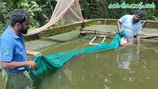 ഒരു കുളം വൃത്തിയാക്കി മീനുകളെ ഇട്ടു | Giant Gourami | Giant Gourami Breeding