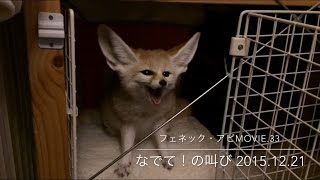 フェネックMovie33.なでて！の叫び - Fennec Fox