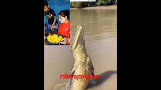 ମଣିଷ ଖିଆ କୁମ୍ଭୀର// crocodile 🐊 original