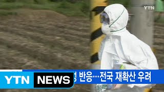 [YTN 실시간뉴스] 부산서도 AI 양성 반응...전국 재확산 우려 / YTN