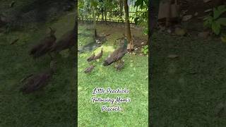 It’s Awesome   4 Little Peachicks Following Mom’s Peacock 🦚