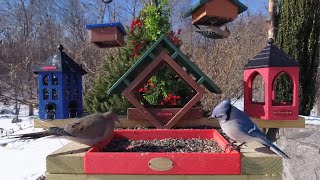 4K Bird watching at active bird feeder