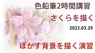 【色鉛筆画】初心者からOK！背景をぼかして桜を描く。2時間講習用モチーフ